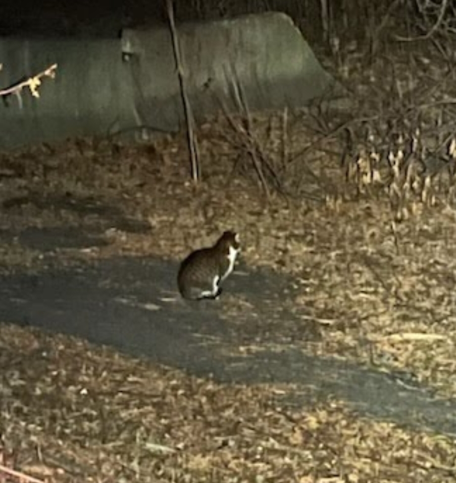 Recent sighting of Tarquin