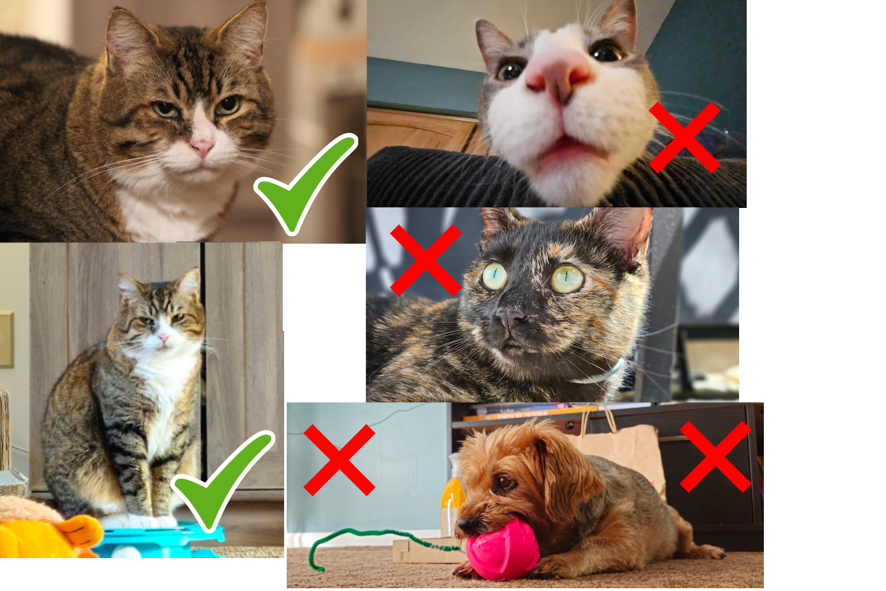 Not Tarquin Examples